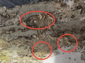 白蟻被害の兆候について　　(羽蟻、シロアリの生態)  